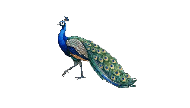 Peacock